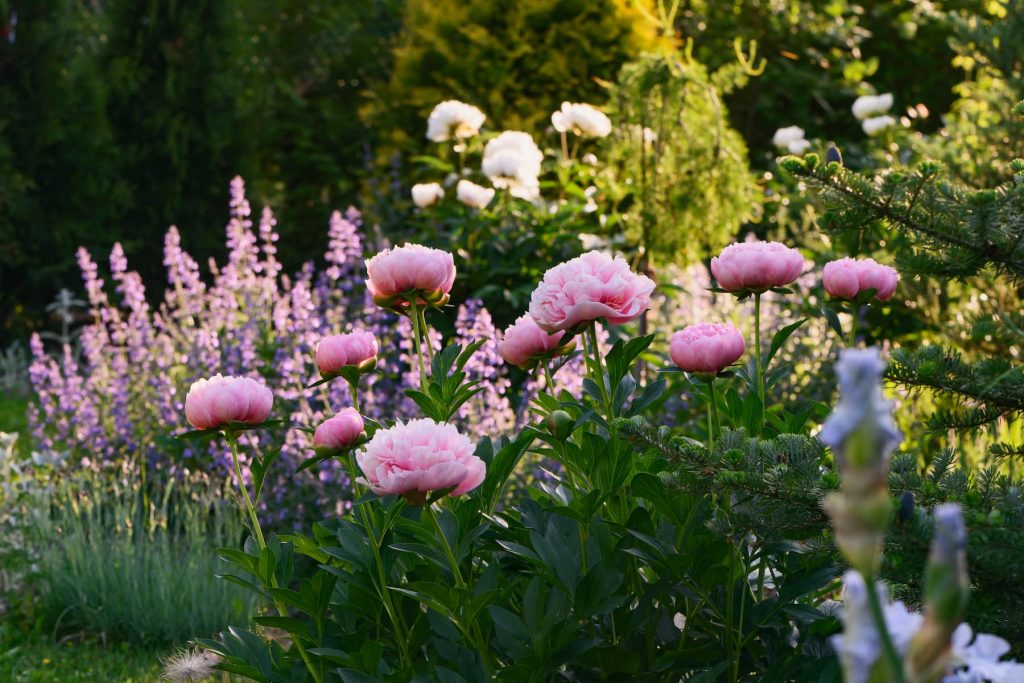 Pink peonies growing in a garden in RI